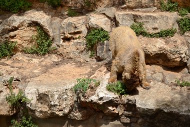 Hayvanat bahçesinde ayı