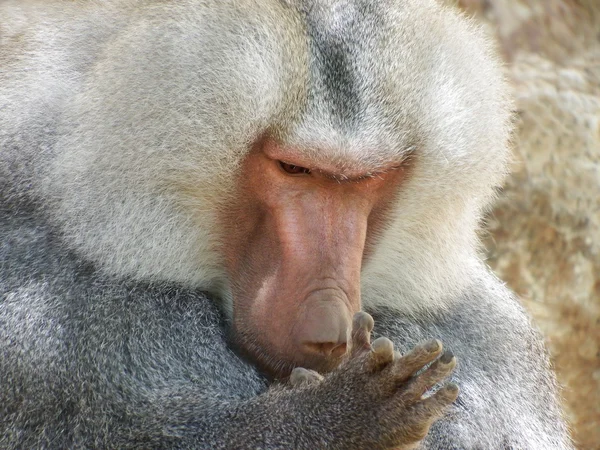 Baboon in captivity — Stock Photo, Image