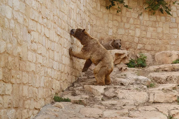 国連の動物園をクマします。 — ストック写真