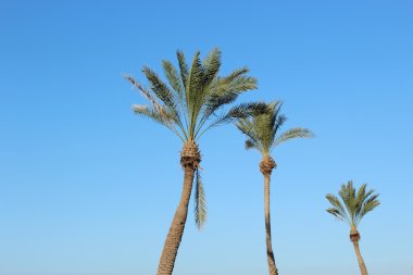 Gökyüzüne karşı bir palmiye ağacı