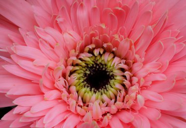 Pembe çiçek çiçeklenme