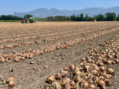 Açık bir tarlada taze hasat edilmiş soğanlar, yaz sonu hasadından sonra toplanmaya hazır. Yüksek kalite fotoğraf