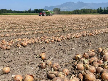 Açık bir tarlada taze hasat edilmiş soğanlar, yaz sonu hasadından sonra toplanmaya hazır. Yüksek kalite fotoğraf