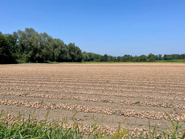 Açık bir tarlada taze hasat edilmiş soğanlar, yaz sonu hasadından sonra toplanmaya hazır. Yüksek kalite fotoğraf