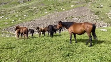 Kırgızistan 'ın görkemli Terim Tor Vadisi' nde özgürce dolaşan atlar. Yüksek kalite 4k görüntü