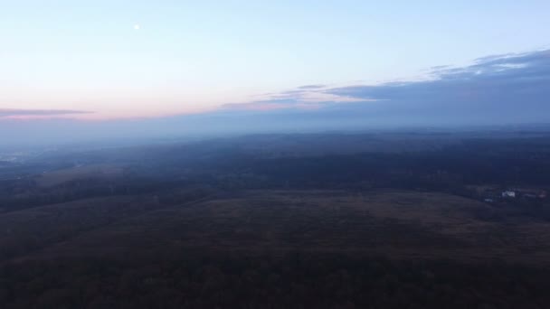 Bosque de verano al atardecer — Vídeo de stock