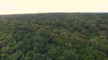 Yaz Ormanı Gün Batımı