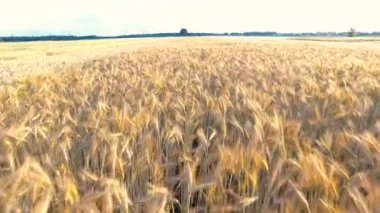 Buğday ve Mısır üzerinden uçan