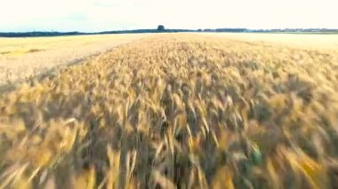 Buğday ve Mısır üzerinden uçan