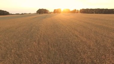 Buğday ve Mısır üzerinden uçan