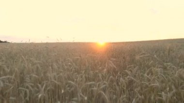 Buğday ve Mısır üzerinden uçan