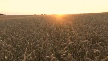 Buğday ve Mısır üzerinden uçan