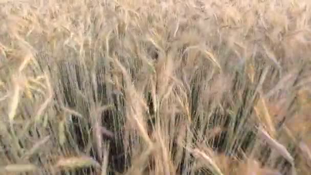 Політ над пшеницею і кукурудзою — стокове відео