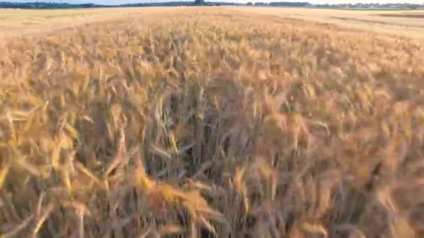 Vliegen Over de tarwe en maïs — Stockvideo