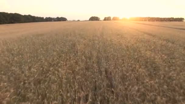 Fliegen über den Weizen und Mais — Stockvideo