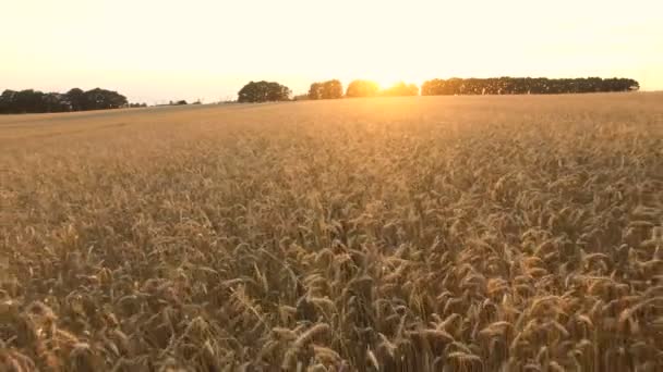 Flygande över vete och majs — Stockvideo