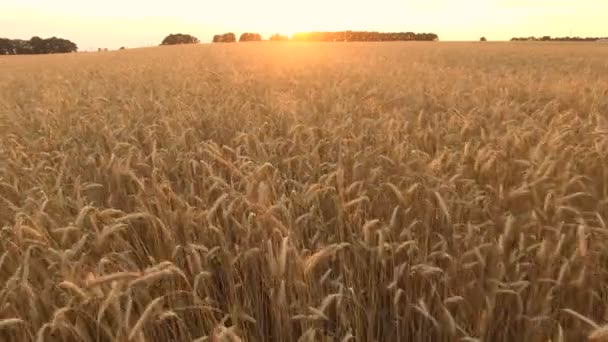 Latające nad pszenicy i kukurydzy — Wideo stockowe