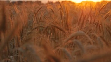 Buğday ve Mısır günbatımı