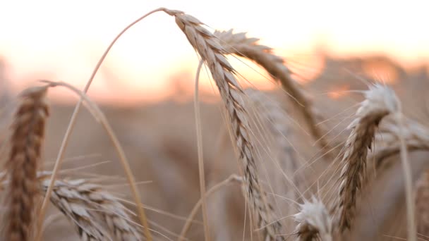 Sonnenuntergang bei Weizen und Mais — Stockvideo