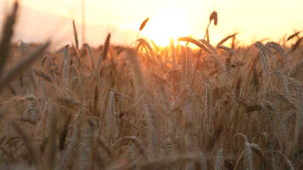 Sonnenuntergang bei Weizen und Mais — Stockvideo