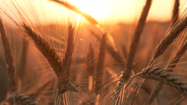 Sonnenuntergang bei Weizen und Mais — Stockvideo