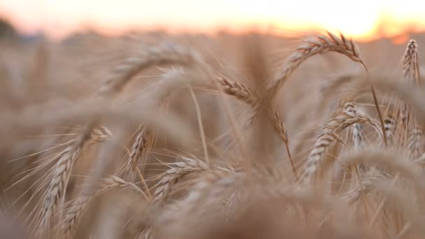 Puesta de sol de trigo y maíz — Vídeos de Stock