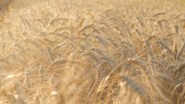 Wheat And Corn Sunset — Stock Video