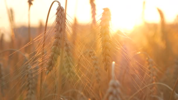 Blé et maïs Coucher de soleil — Video