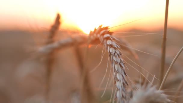 Tarwe en maïs zonsondergang — Stockvideo