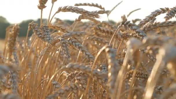 Sonnenuntergang bei Weizen und Mais — Stockvideo