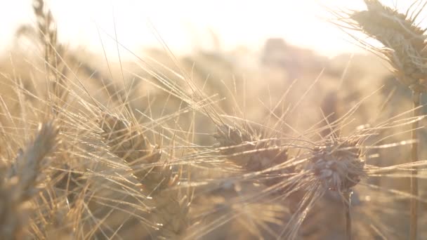 Tarwe en maïs zonsondergang — Stockvideo