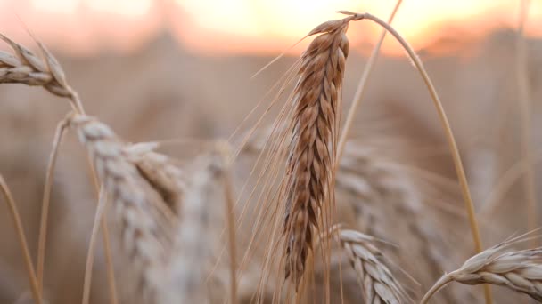 Puesta de sol de trigo y maíz — Vídeo de stock