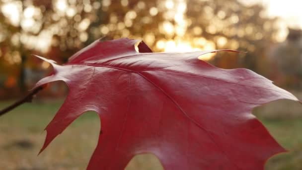 Feuille large rouge sur l'arbre au coucher du soleil — Video