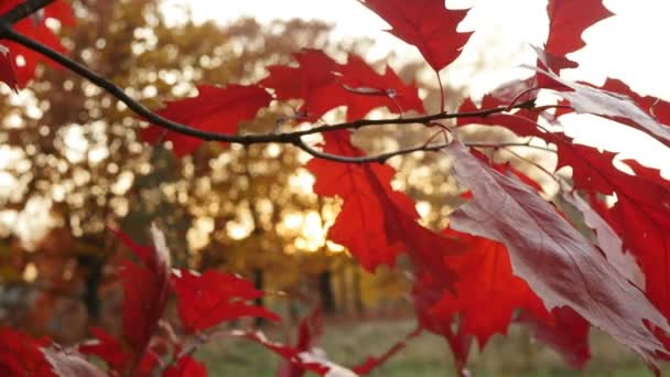 Feuille large rouge sur l'arbre au coucher du soleil — Video