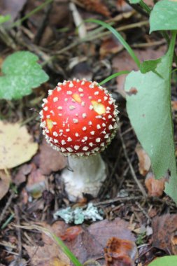 Güzel sonbahar sineği agariği