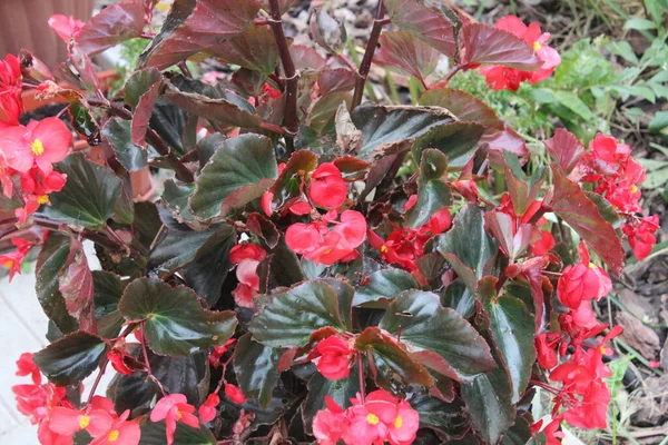 Sehr Schöne Rosenbegonie — Stockfoto