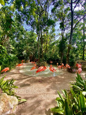 Flamencos y su majestad
