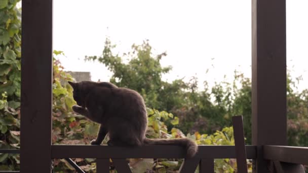 Μαύρη Γάτα Πλένει Στο Crossbar Αργή — Αρχείο Βίντεο