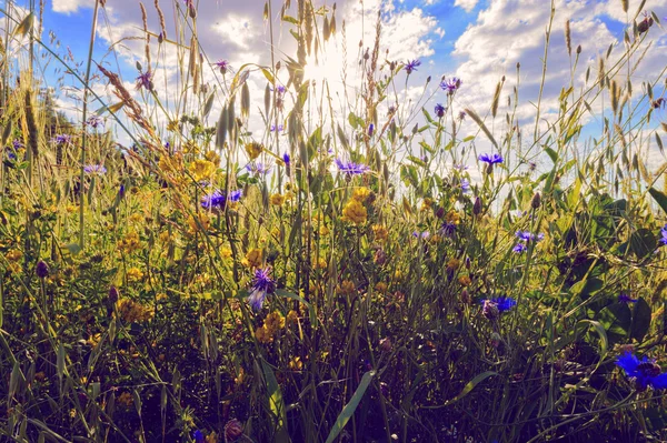 wild flower meadow