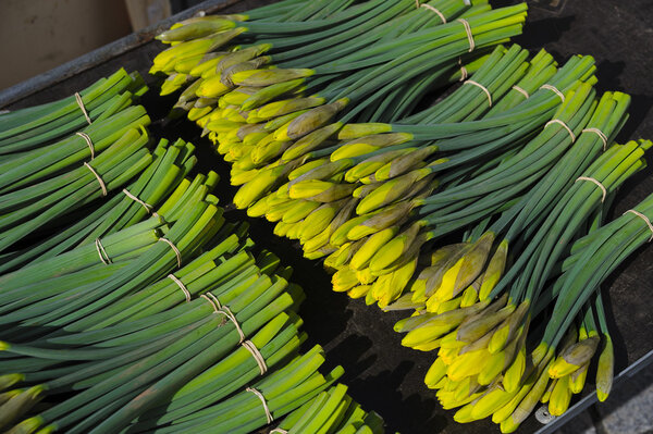 Куча нарциссов
