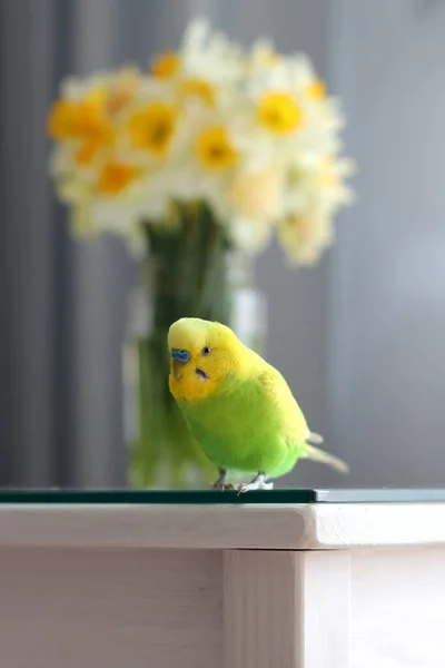 Perroquet Ondulé Sur Table Petit Buderigar Vert Jaune Ami Plumes — Photo