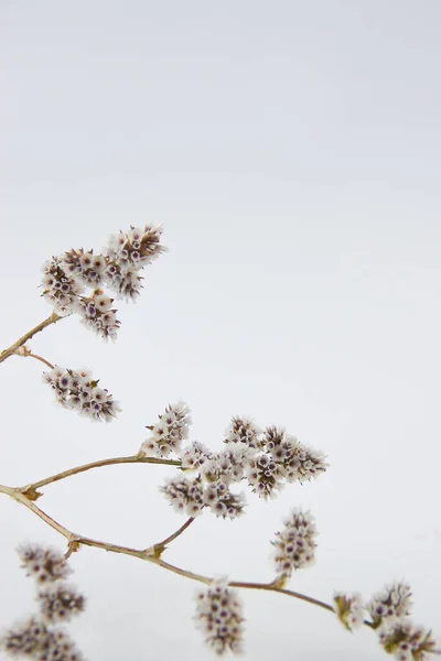 Brown Dry Flowers Beige Background Nature Image Copy Space Text — Stock Photo, Image