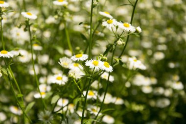 bir alandaki papatya