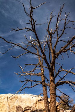 Joshua Tree Ulusal Park Ağacı yapraksız büyük bir kayanın önünde duruyor. Gökyüzü açık ve mavi