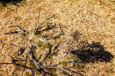 Joshua Tree Ulusal Parkı Kuru, birkaç dalın toprağa saçıldığı çorak bir arazi. Dallar çoğunlukla kahverengi ve kuru ve kırılgan görünüyor. Manzara ıssız ve çorak, yalnızlık ve boşluk hissi ile.