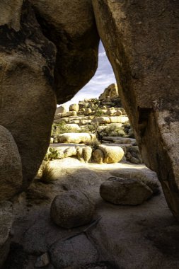 Joshua Tree Ulusal Parkı Rocky Kanyonu 'nun ortasında küçük bir açıklık var. Kayalar büyük ve pürüzlü, gökyüzü berrak ve parlak. Sahne huzurlu ve sakin, güneş kayaların ve ağaçların üzerinde parlıyor.