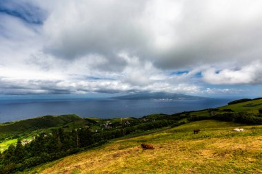 Faial, Azores Adaları, Portekiz Gökyüzü bulutlarla kaplıdır ve okyanus uzaktan görülebilir. Bir kaç inek çimli yamaçta otluyor, sakin ve resimli bir manzara yaratıyorlar.