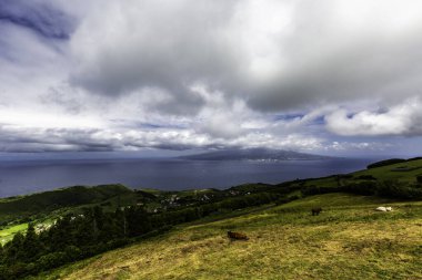 Faial, Azores Adaları, Portekiz Gökyüzü bulutlarla kaplıdır ve okyanus uzaktan görülebilir. Bir kaç inek çimli yamaçta otluyor, sakin ve resimli bir manzara yaratıyorlar.
