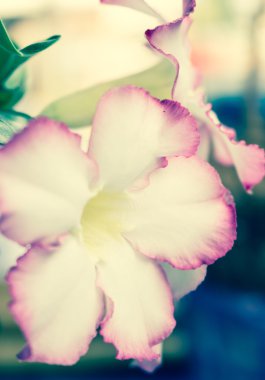 yakın çekim için çöl gülü 