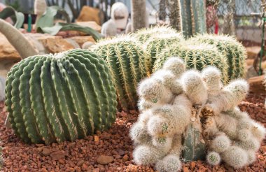 green chili on white background